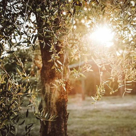 Agriturismo Podere Luchiano Амелиа Екстериор снимка