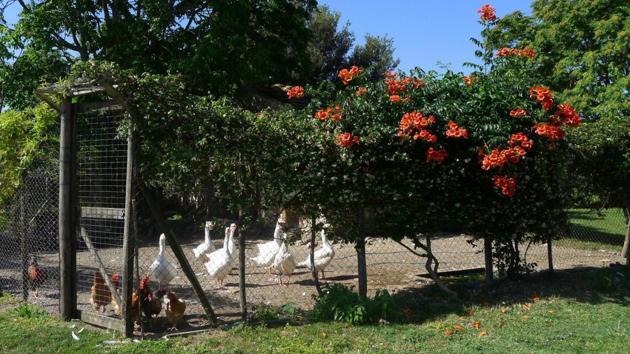 Agriturismo Podere Luchiano Амелиа Екстериор снимка