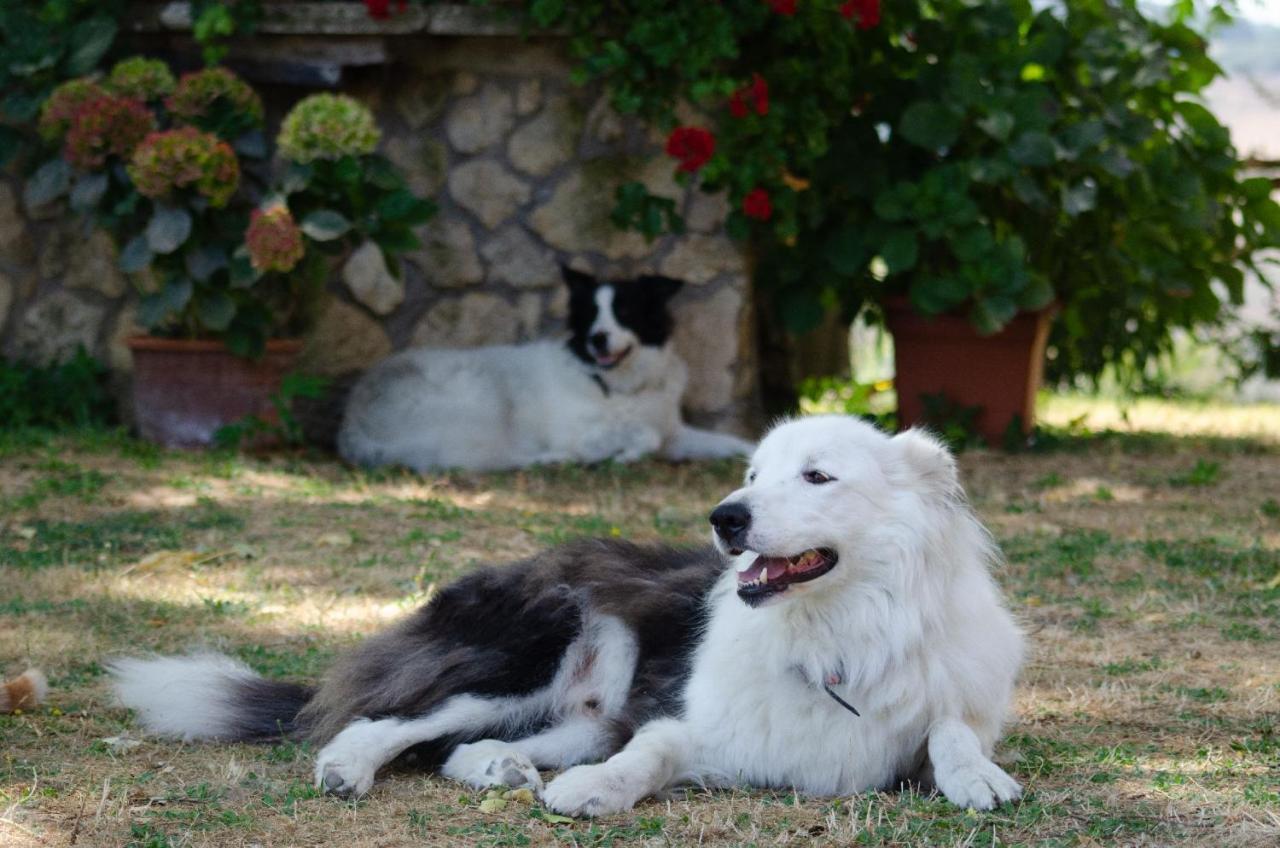 Agriturismo Podere Luchiano Амелиа Екстериор снимка