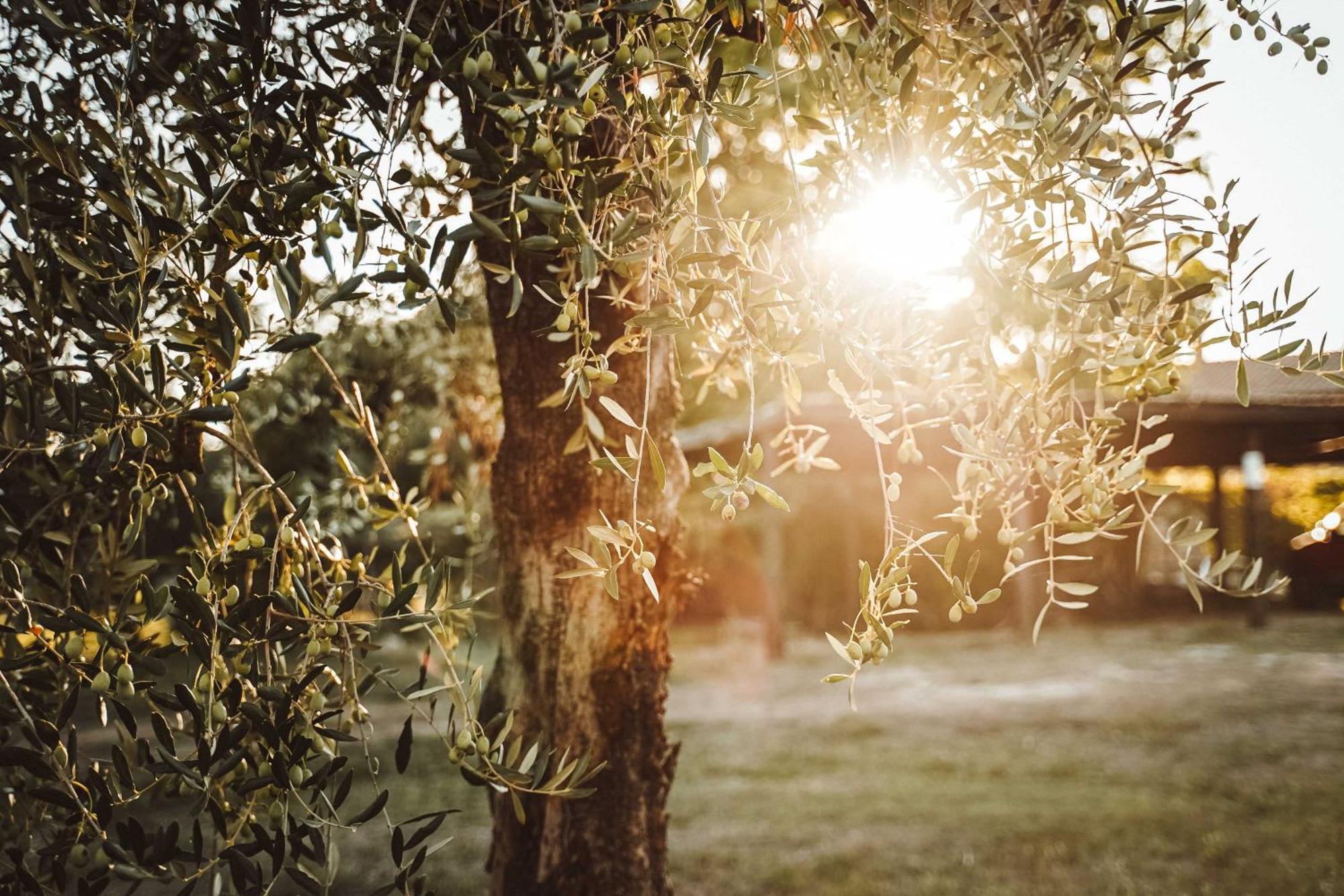 Agriturismo Podere Luchiano Амелиа Екстериор снимка