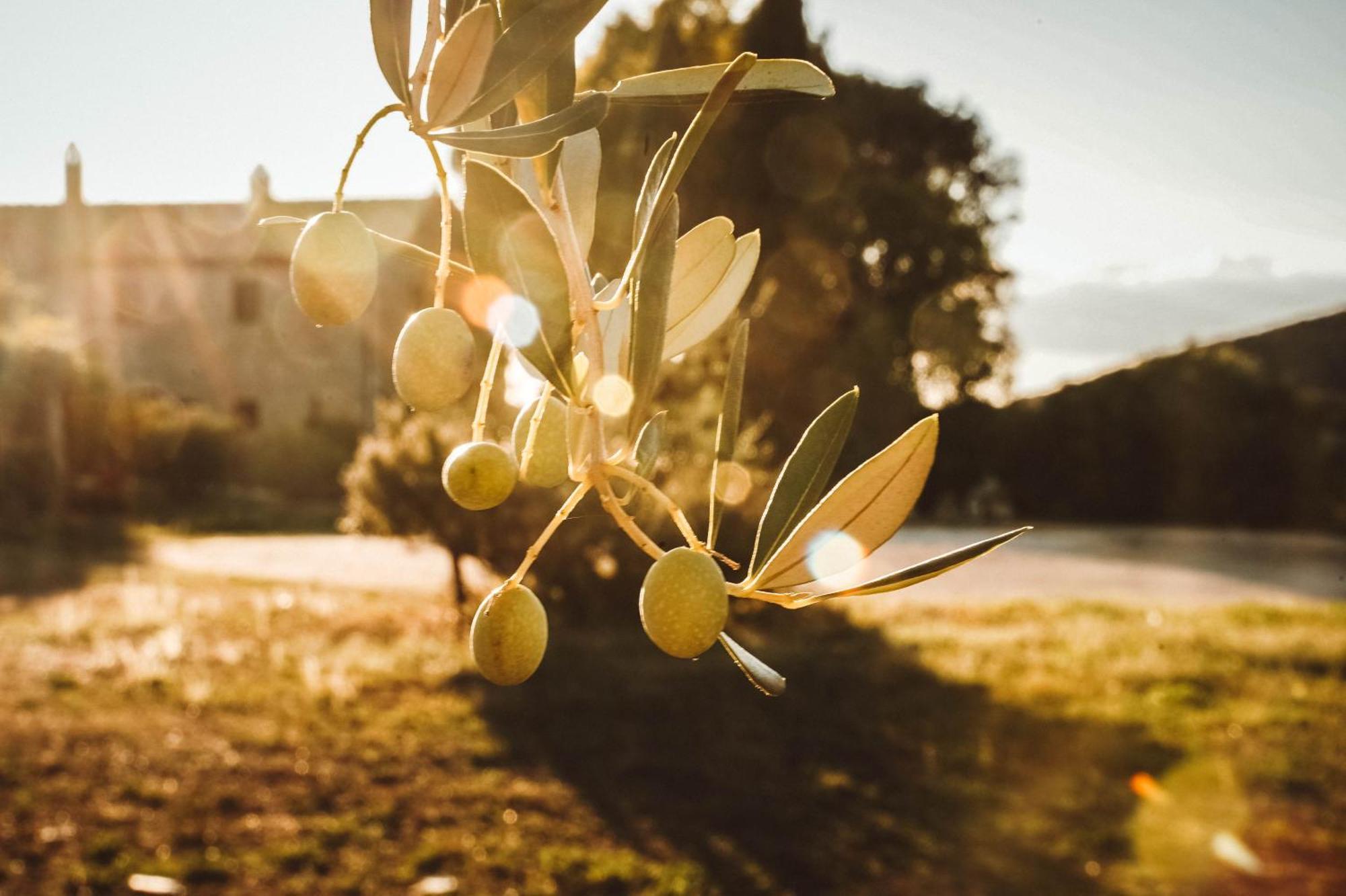 Agriturismo Podere Luchiano Амелиа Екстериор снимка